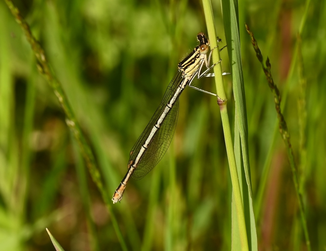 Photo taken on 24-06-2026 in KieloCamp, Pyhäjoki, Finland, with the Nikon Z6-II camera and Nikon Z MC 105mm f2.8 VR S lens and following settings: f16, 1/200, ISO 250.