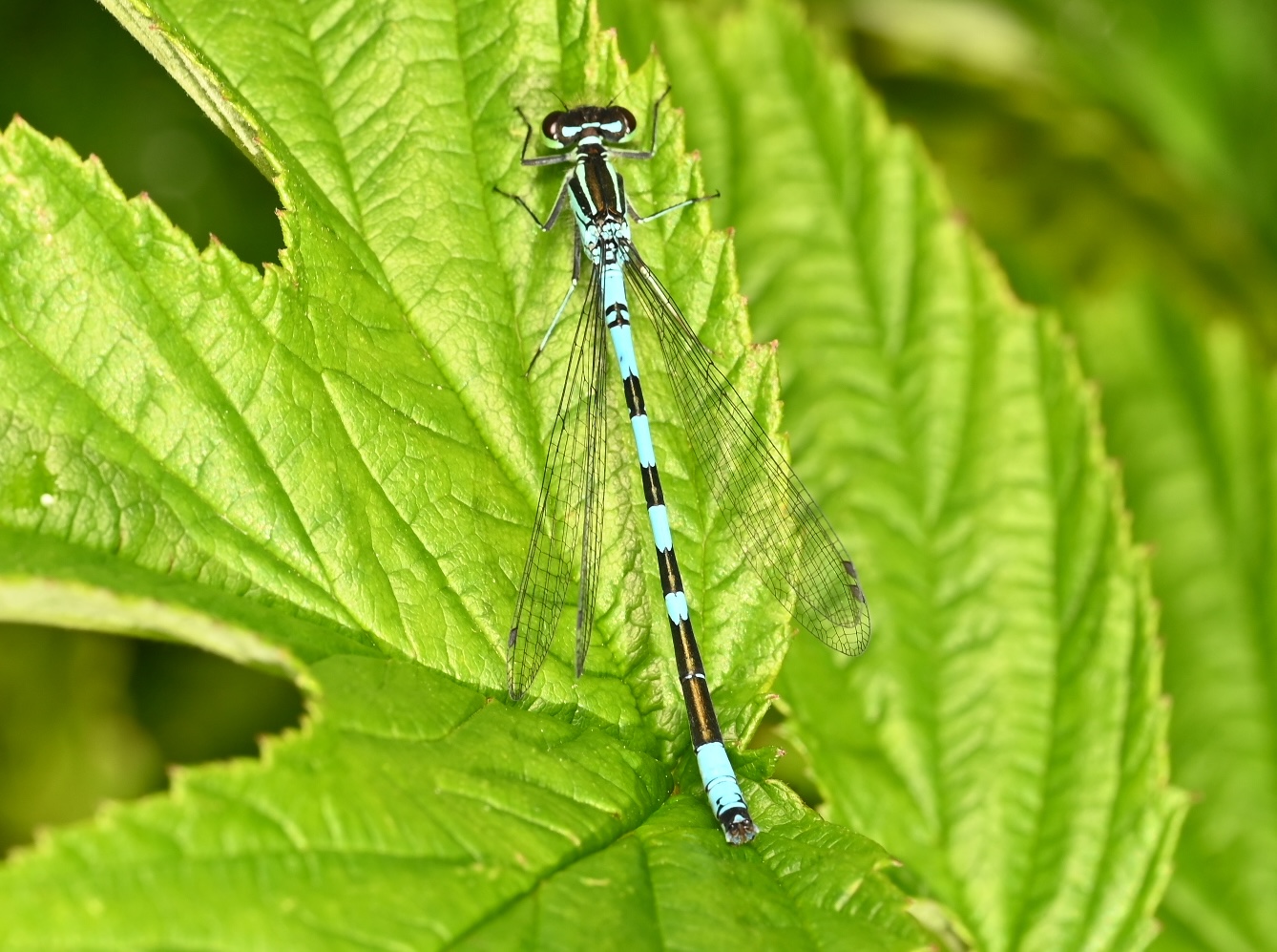 Photo taken on 24-06-2026 in KieloCamp, Pyhäjoki, Finland, with the Nikon Z6-II camera and Nikon Z MC 105mm f2.8 VR S lens and following settings: f14, 1/200, ISO 250.