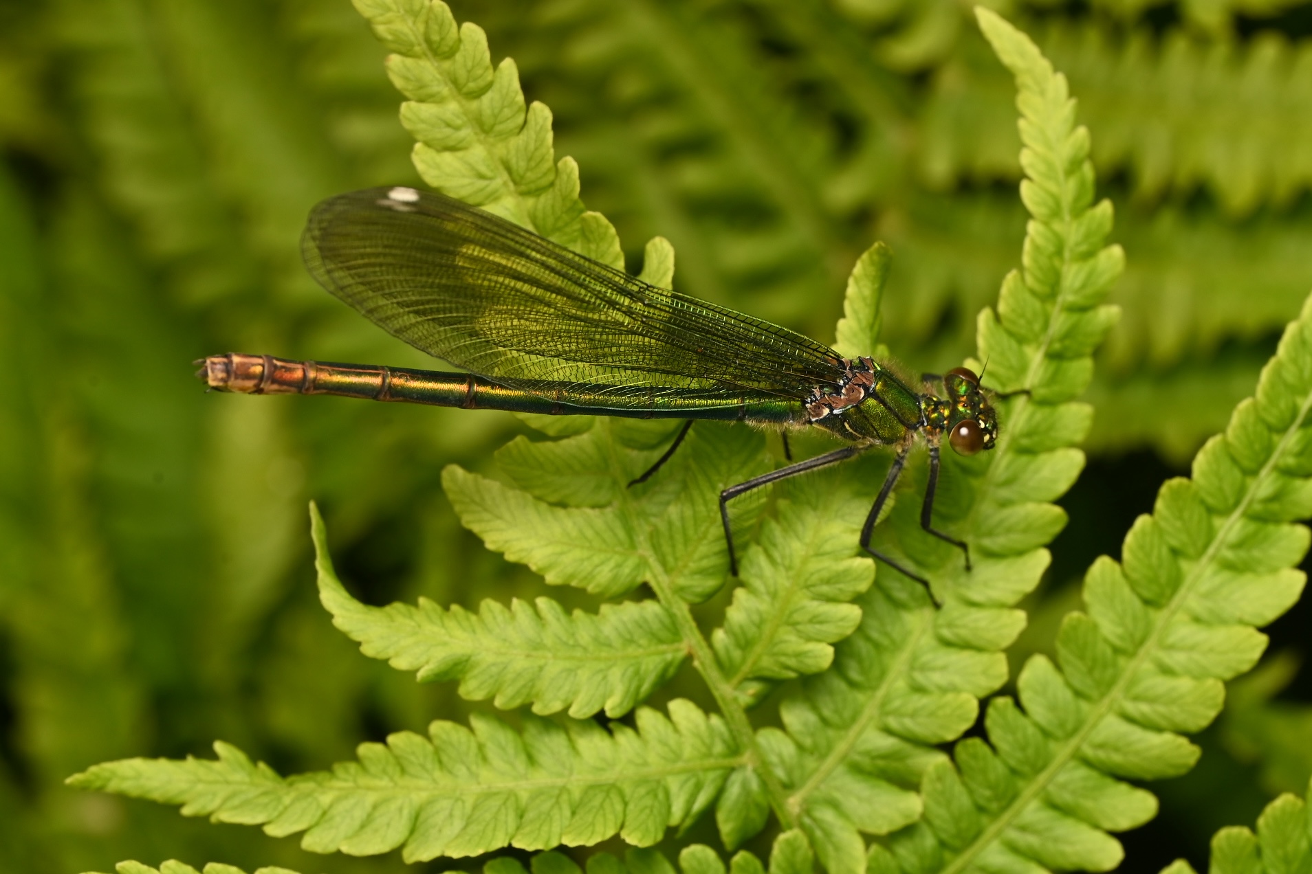 Photo taken on 24-06-2026 in KieloCamp, Pyhäjoki, Finland, with the Nikon Z6-II camera and Nikon Z MC 105mm f2.8 VR S lens and following settings: f14, 1/200, ISO 250.