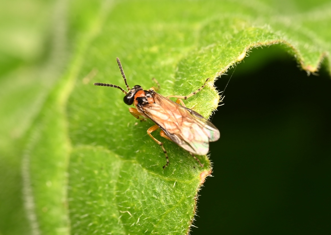 Photo taken on 25-07-2026 in Barkarby, Sweden, with the Nikon Z6-II camera and Nikon Z MC 105mm f2.8 VR S lens and following settings: f13, 1/200, ISO 200.