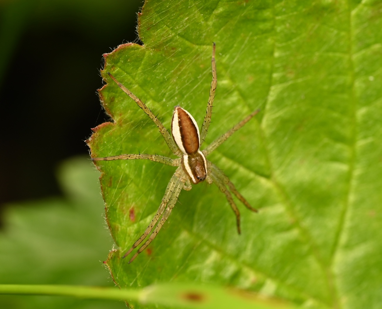 Photo taken on 25-07-2026 in Jarfalla, Sweden, with the Nikon Z6-II camera and Nikon Z MC 105mm f2.8 VR S lens and following settings: f11, 1/200, ISO 200.