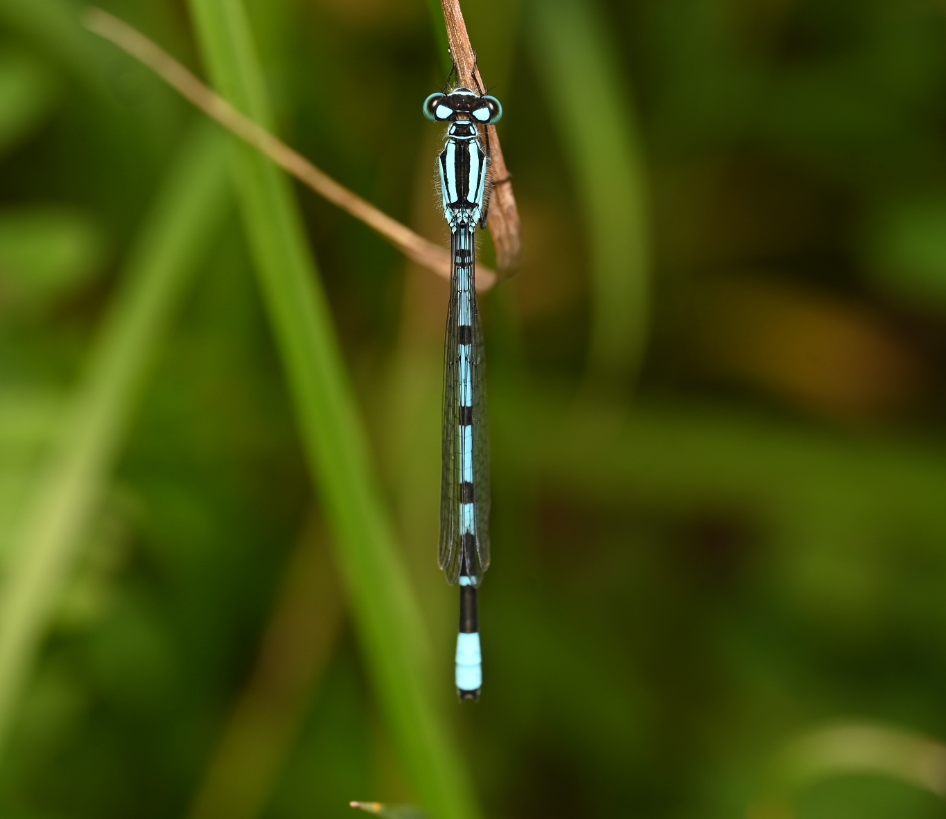 Photo taken on 25-07-2026 in Jarfalla, Sweden, with the Nikon Z6-II camera and Nikon Z MC 105mm f2.8 VR S lens and following settings: f9, 1/200, ISO 160.
