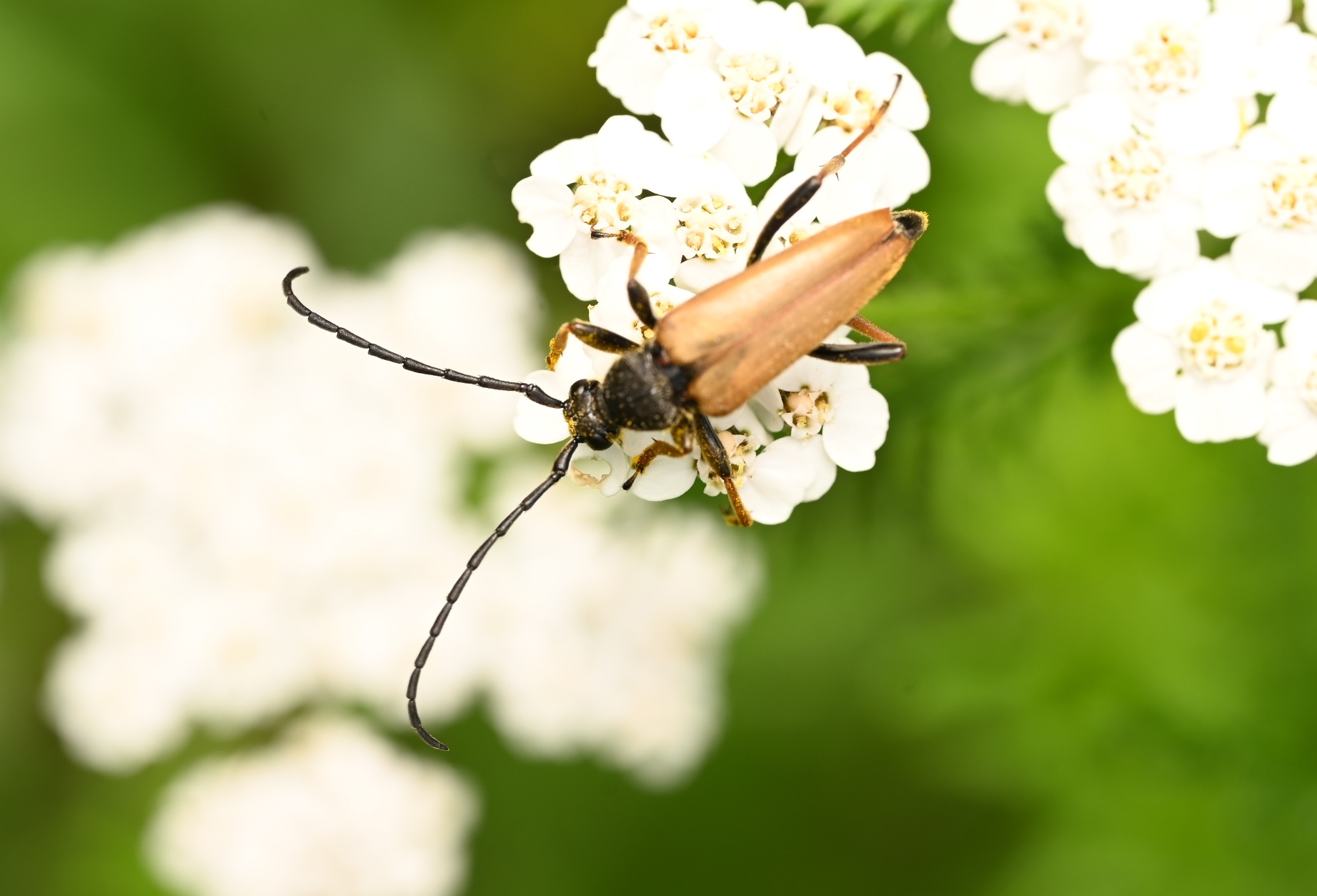 Photo taken on 25-07-2026 in Jarfalla, Sweden, with the Nikon Z6-II camera and Nikon Z MC 105mm f2.8 VR S lens and following settings: f9, 1/200, ISO 200.