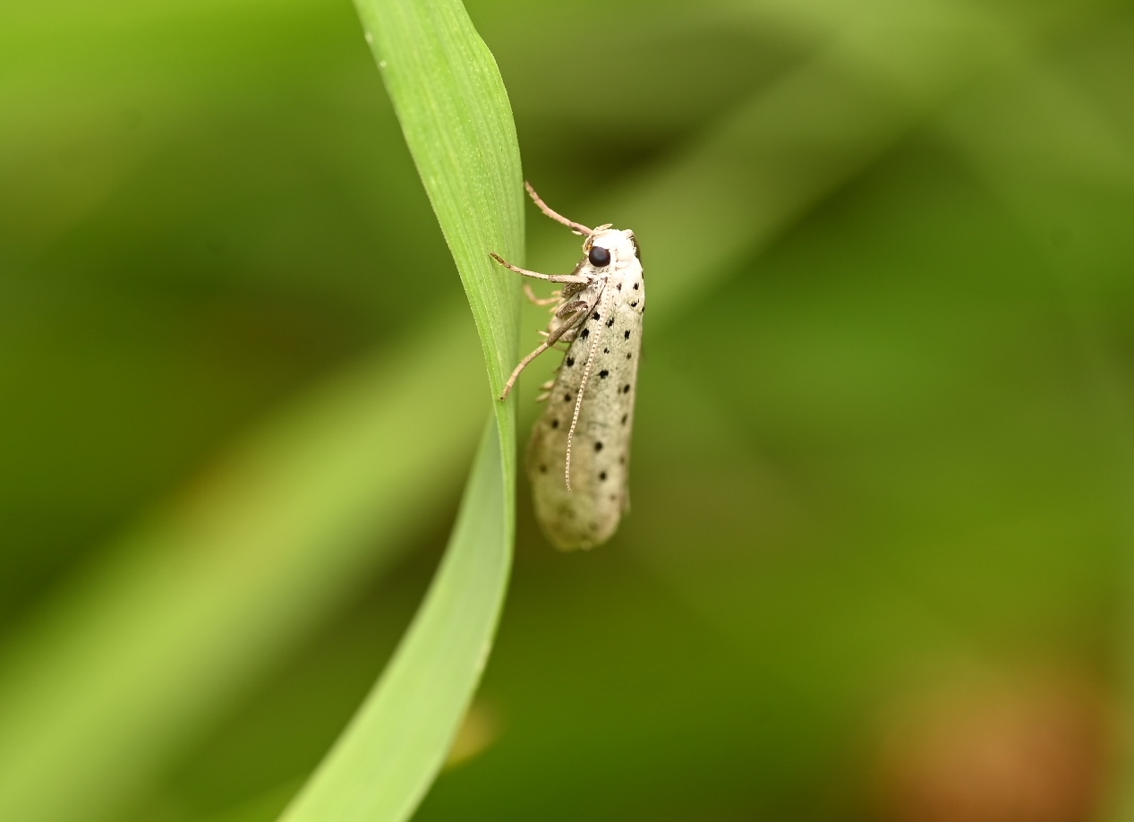 Photo taken on 25-07-2026 in Jarfalla, Sweden, with the Nikon Z6-II camera and Nikon Z MC 105mm f2.8 VR S lens and following settings: f9, 1/200, ISO 160.