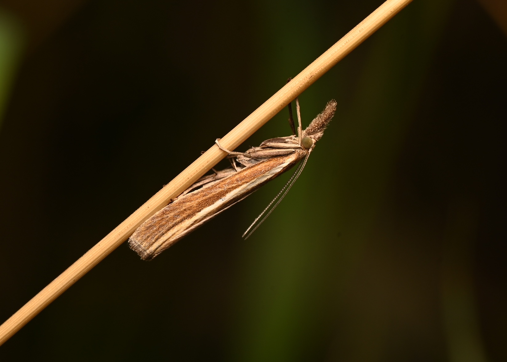 Photo taken on 07-08-2026 in Barkarby, Sweden, with the Nikon Z6-II camera and Nikon Z MC 105mm f2.8 VR S lens and following settings: f14, 1/200, ISO 200.