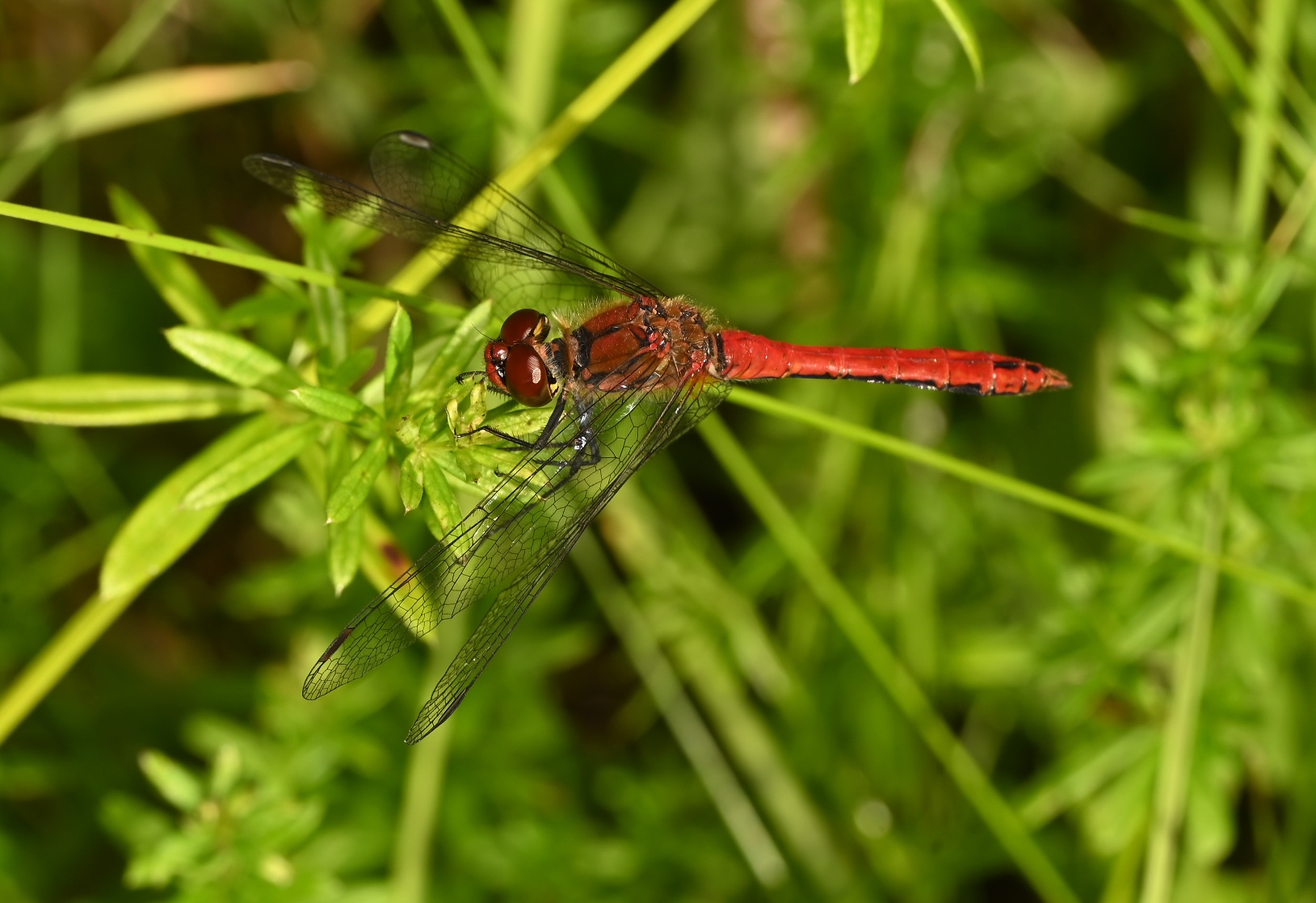 Photo taken on 08-08-2026 in Jarfalla, Sweden, with the Nikon Z6-II camera and Nikon Z MC 105mm f2.8 VR S lens and following settings: f14, 1/200, ISO 200.