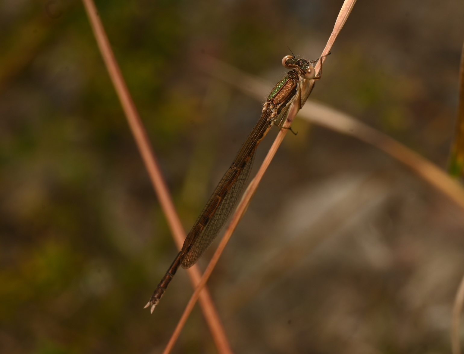 Photo taken on 09-08-2026 in Akalla, Sweden, with the Nikon Z6-II camera and Nikon Z MC 105mm f2.8 VR S lens and following settings: f16, 1/200, ISO 125.