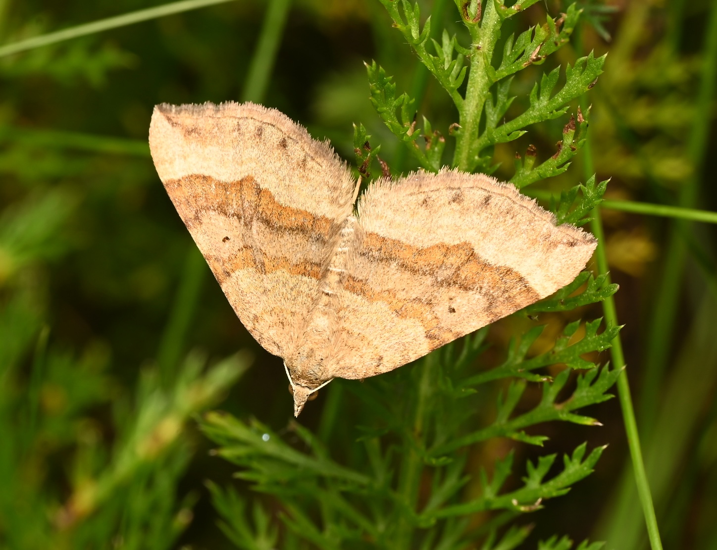 Photo taken on 09-08-2026 in Akalla, Sweden, with the Nikon Z6-II camera and Nikon Z MC 105mm f2.8 VR S lens and following settings: f14, 1/200, ISO 200.