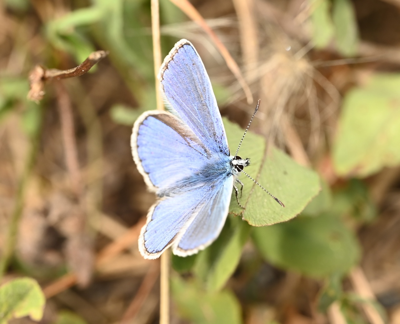 Photo taken on 09-08-2026 in Akalla, Sweden, with the Nikon Z6-II camera and Nikon Z MC 105mm f2.8 VR S lens and following settings: f9, 1/200, ISO 200.