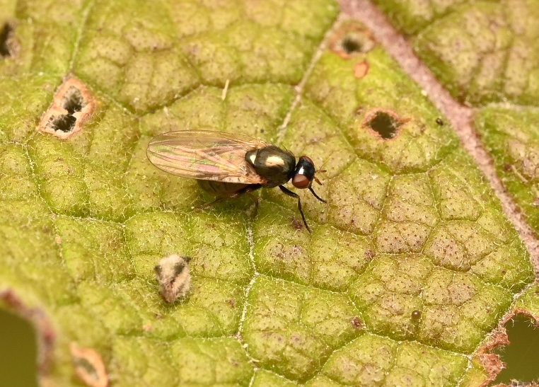 Photo taken on 22-08-2026 in Barkarby, Sweden, with the Nikon Z6-II camera and Nikon Z MC 105mm f2.8 VR S lens and following settings: f13, 1/125, ISO 250.