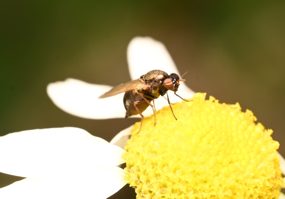 Photo taken on 19-09-2026 in Husby, Sweden, with the Nikon Z6-II camera and Nikon Z MC 105mm f2.8 VR S lens and following settings: f14, 1/125, ISO 250.
