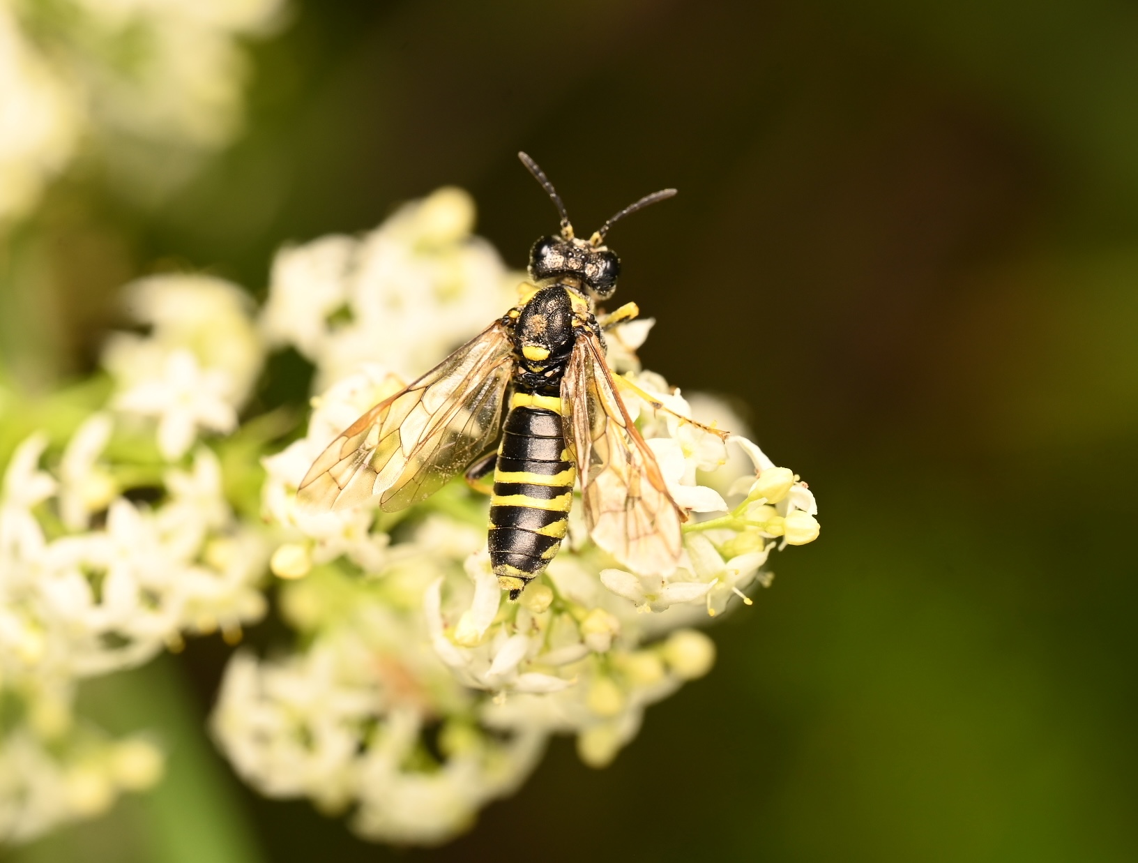 Photo taken on 22-08-2026 in Barkarby, Sweden, with the Nikon Z6-II camera and Nikon Z MC 105mm f2.8 VR S lens and following settings: f11, 1/200, ISO 250.
