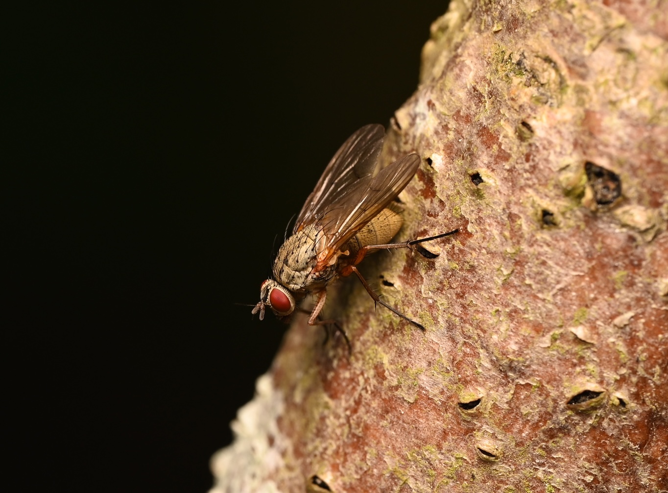 Photo taken on 22-08-2026 in Barkarby, Sweden, with the Nikon Z6-II camera and Nikon Z MC 105mm f2.8 VR S lens and following settings: f10, 1/200, ISO 250.