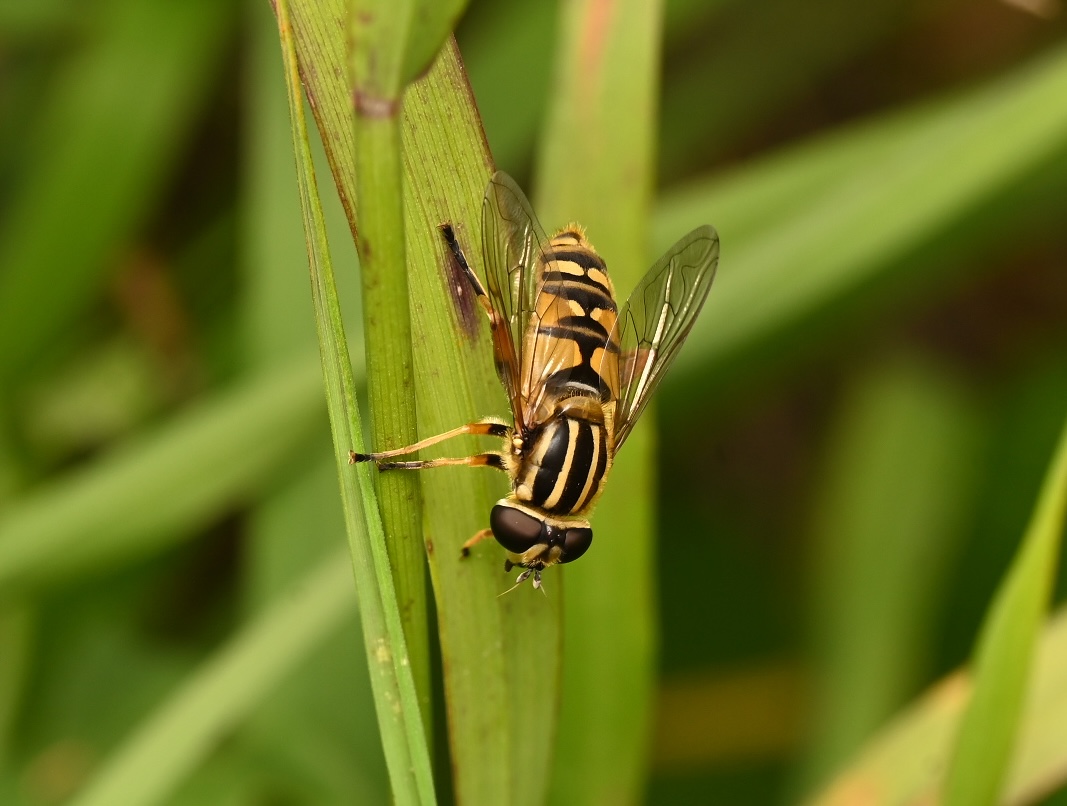 Photo taken on 22-08-2026 in Barkarby, Sweden, with the Nikon Z6-II camera and Nikon Z MC 105mm f2.8 VR S lens and following settings: f11, 1/200, ISO 250.