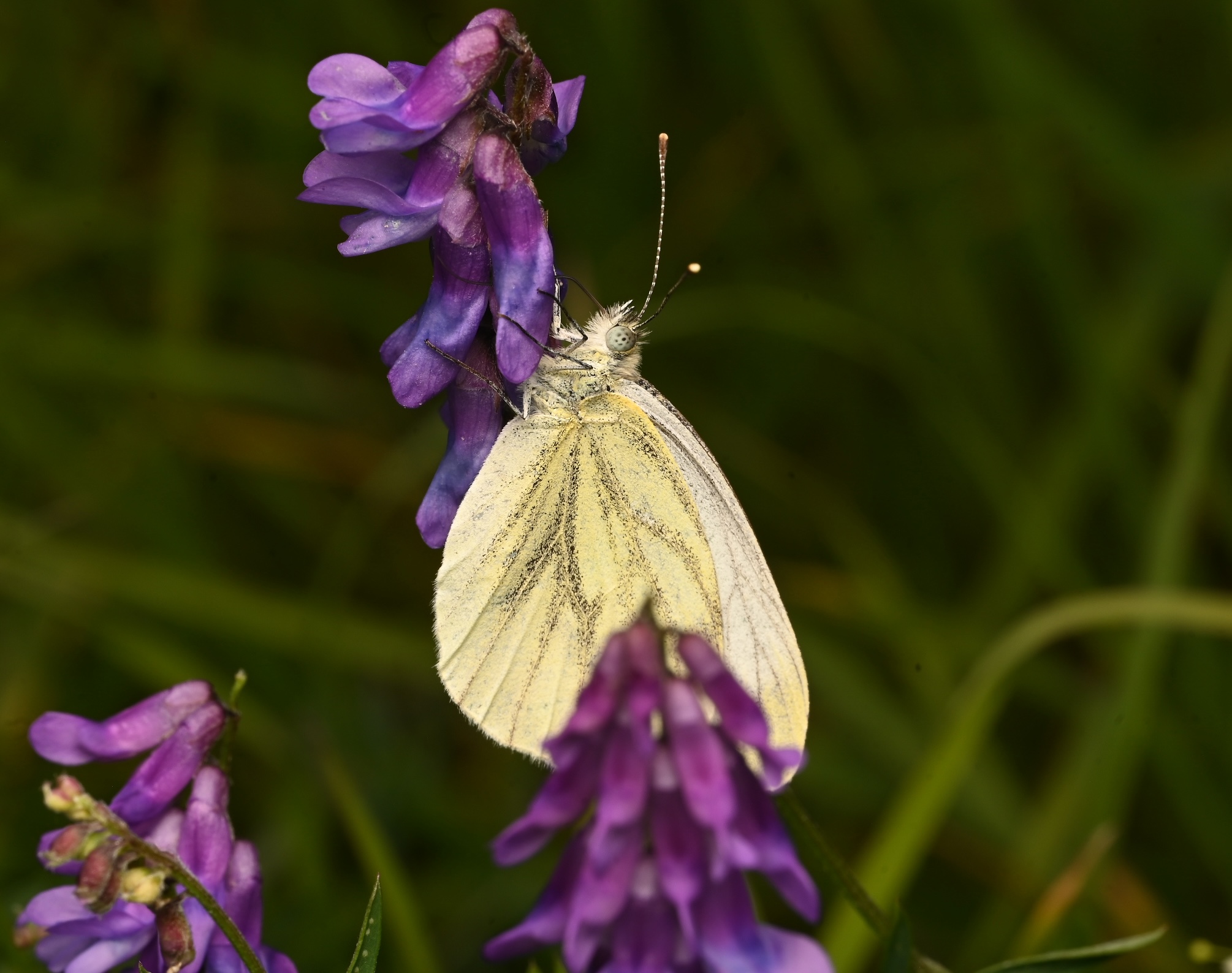 Photo taken on 22-08-2026 in Barkarby, Sweden, with the Nikon Z6-II camera and Nikon Z MC 105mm f2.8 VR S lens and following settings: f20, 1/200, ISO 250.