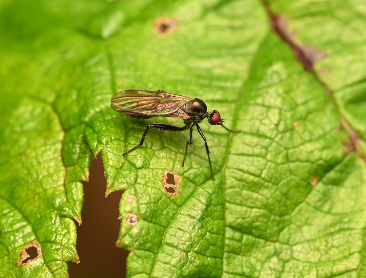 Photo taken on 30-08-2026 in Barkarby, Sweden, with the Nikon Z6-II camera and Nikon Z MC 105mm f2.8 VR S lens and following settings: f11, 1/50, ISO 125.