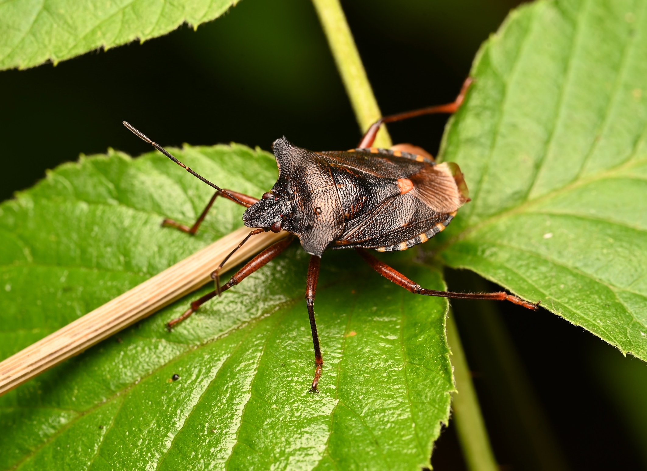 Photo taken on 30-08-2026 in Barkarby, Sweden, with the Nikon Z6-II camera and Nikon Z MC 105mm f2.8 VR S lens and following settings: f16, 1/50, ISO 125.