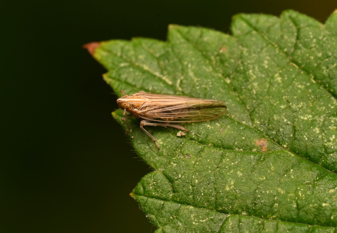 Photo taken on 30-08-2026 in Barkarby, Sweden, with the Nikon Z6-II camera and Nikon Z MC 105mm f2.8 VR S lens and following settings: f16, 1/50, ISO 125.