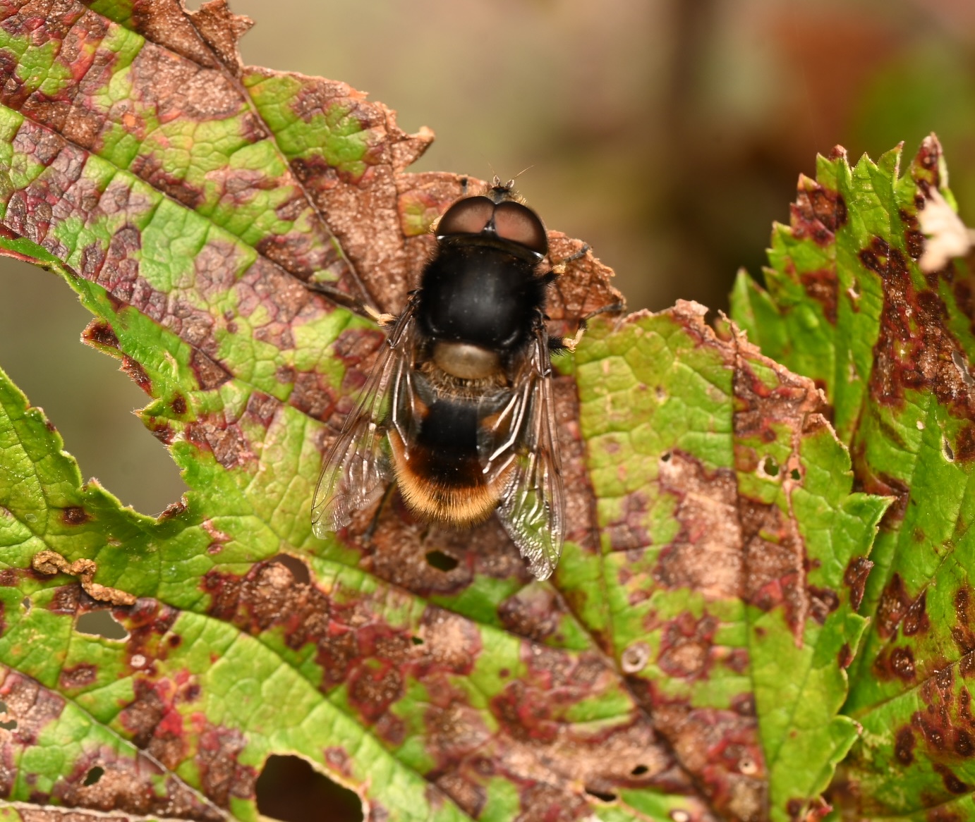Photo taken on 30-08-2026 in Barkarby, Sweden, with the Nikon Z6-II camera and Nikon Z MC 105mm f2.8 VR S lens and following settings: f11, 1/50, ISO 125.