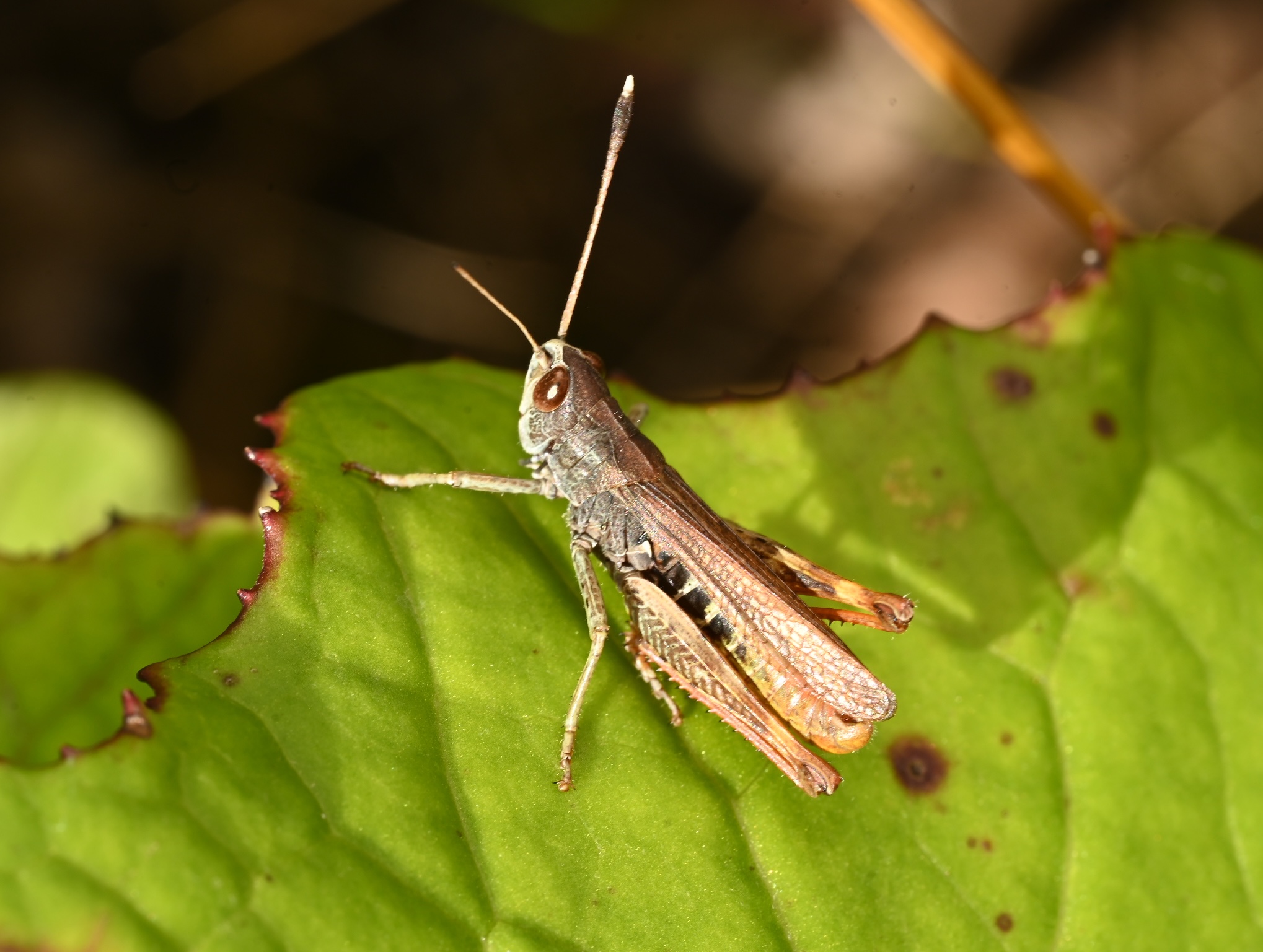 Photo taken on 30-08-2026 in Akalla, Sweden, with the Nikon Z6-II camera and Nikon Z MC 105mm f2.8 VR S lens and following settings: f18, 1/50, ISO 160.