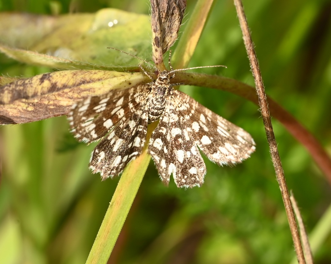 Photo taken on 30-08-2026 in Akalla, Sweden, with the Nikon Z6-II camera and Nikon Z MC 105mm f2.8 VR S lens and following settings: f14, 1/50, ISO 160.