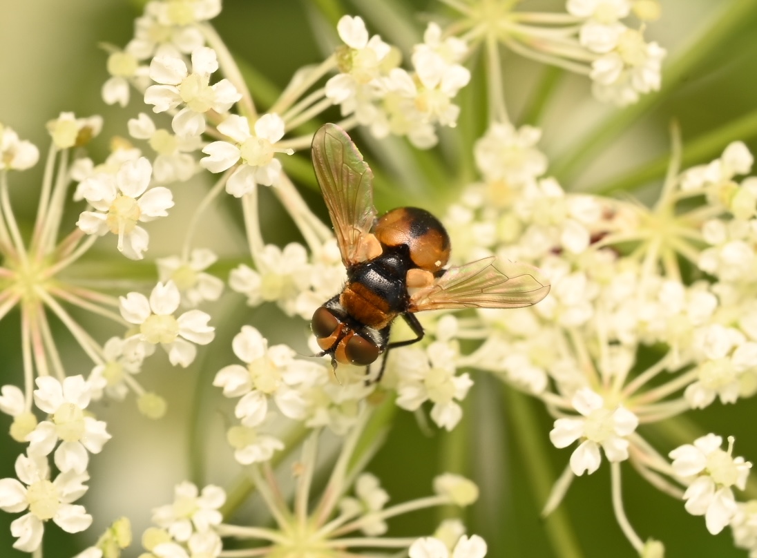 Photo taken on 30-08-2026 in Akalla, Sweden, with the Nikon Z6-II camera and Nikon Z MC 105mm f2.8 VR S lens and following settings: f16, 1/50, ISO 160.
