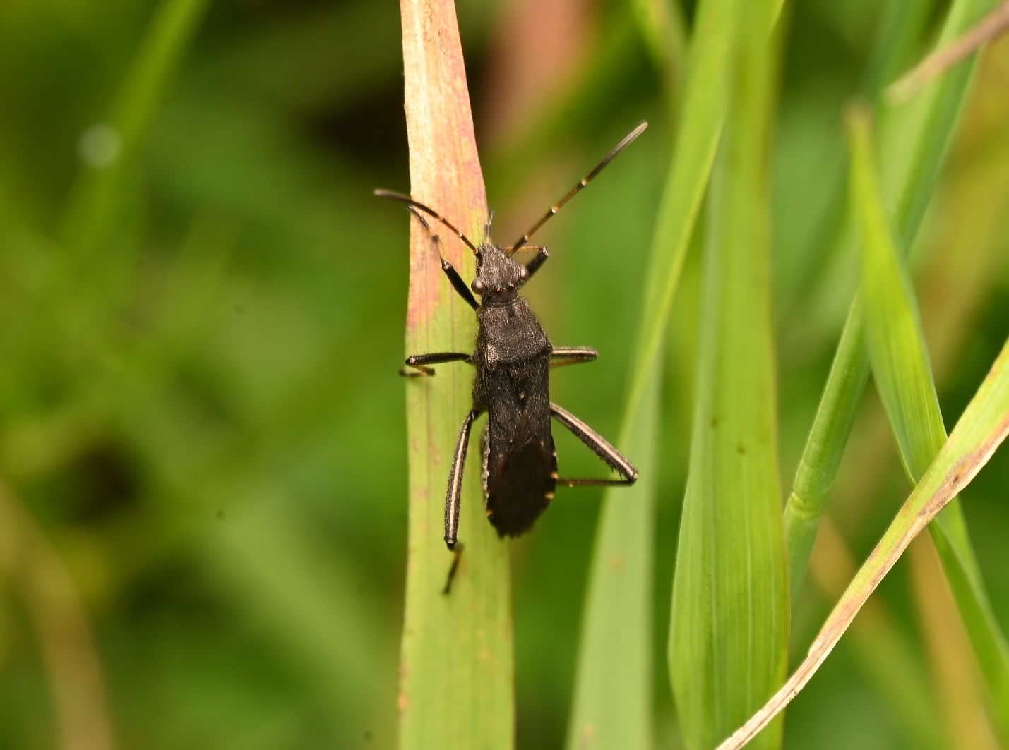 Photo taken on 30-08-2026 in Akalla, Sweden, with the Nikon Z6-II camera and Nikon Z MC 105mm f2.8 VR S lens and following settings: f16, 1/50, ISO 160.