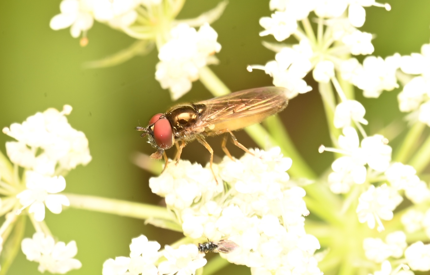 Photo taken on 30-08-2026 in Akalla, Sweden, with the Nikon Z6-II camera and Nikon Z MC 105mm f2.8 VR S lens and following settings: f16, 1/50, ISO 160.
