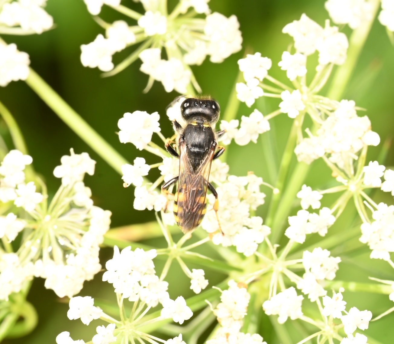 Photo taken on 30-08-2026 in Akalla, Sweden, with the Nikon Z6-II camera and Nikon Z MC 105mm f2.8 VR S lens and following settings: f16, 1/50, ISO 160.