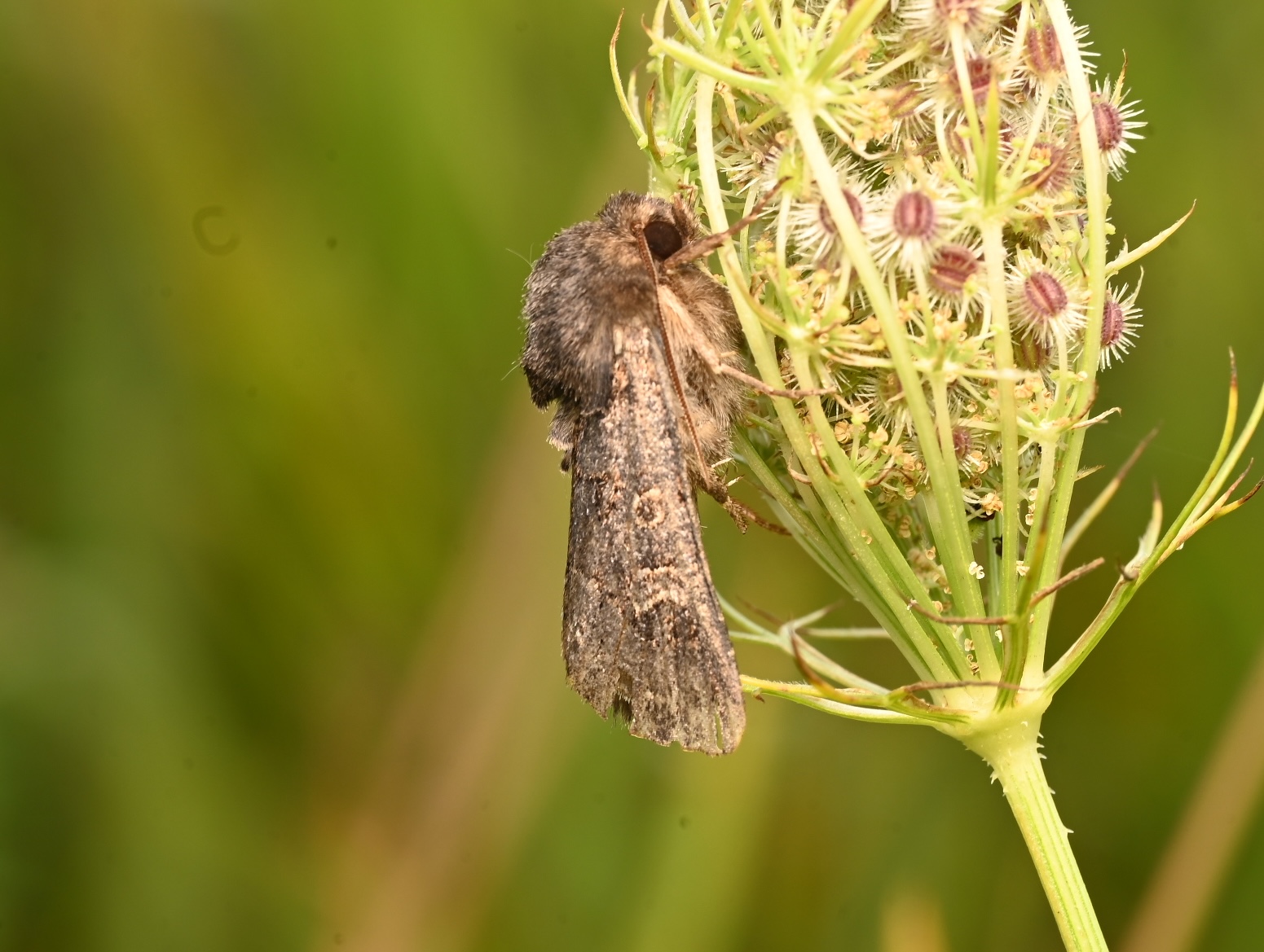 Photo taken on 30-08-2026 in Akalla, Sweden, with the Nikon Z6-II camera and Nikon Z MC 105mm f2.8 VR S lens and following settings: f16, 1/50, ISO 160.