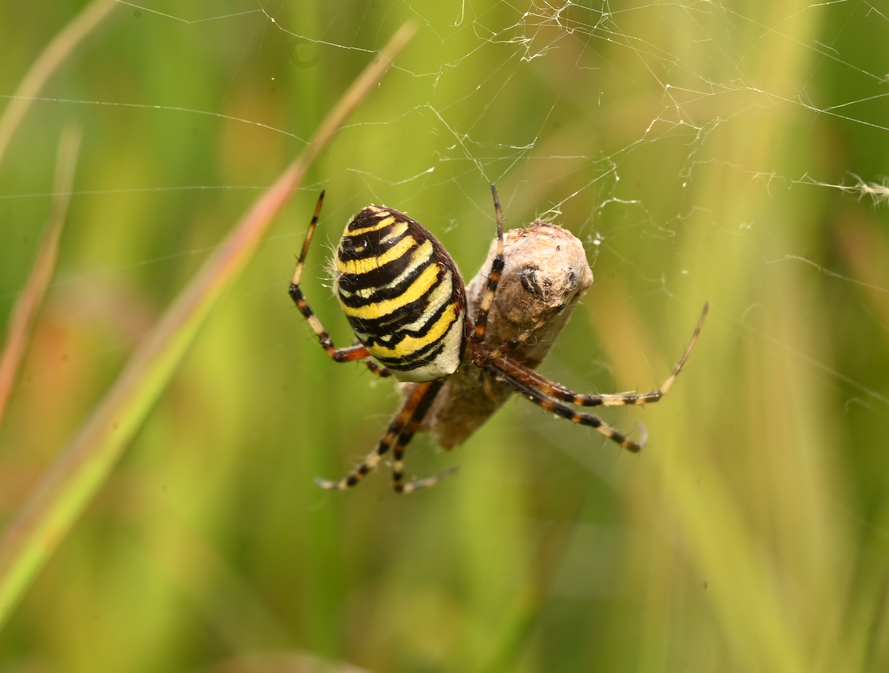 Photo taken on 30-08-2026 in Akalla, Sweden, with the Nikon Z6-II camera and Nikon Z MC 105mm f2.8 VR S lens and following settings: f16, 1/50, ISO 160.