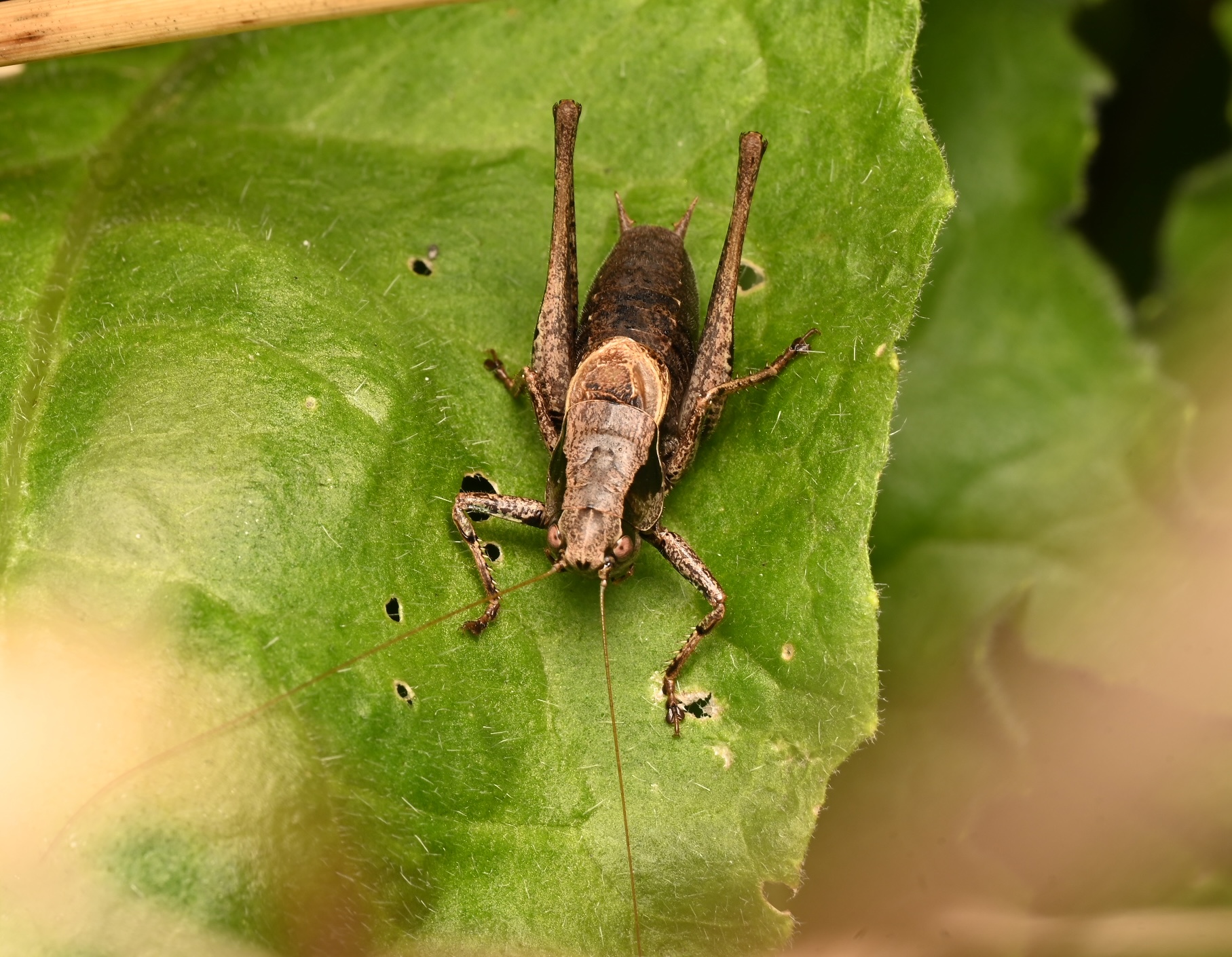 Photo taken on 30-08-2026 in Akalla, Sweden, with the Nikon Z6-II camera and Nikon Z MC 105mm f2.8 VR S lens and following settings: f18, 1/50, ISO 160.