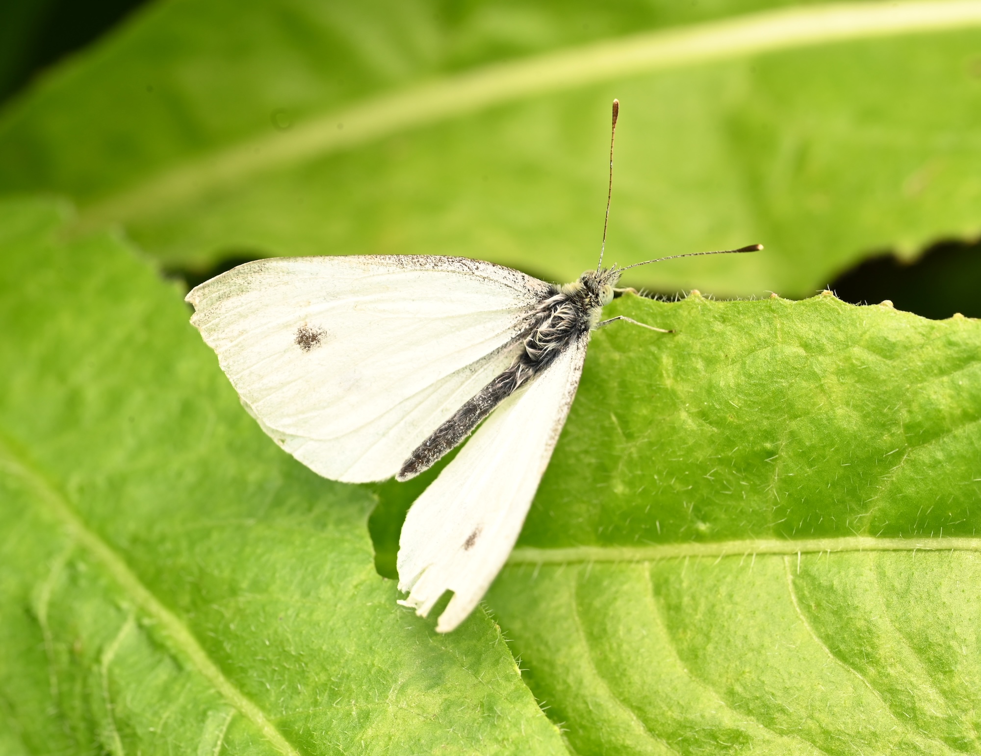 Photo taken on 30-08-2026 in Akalla, Sweden, with the Nikon Z6-II camera and Nikon Z MC 105mm f2.8 VR S lens and following settings: f14, 1/50, ISO 160.