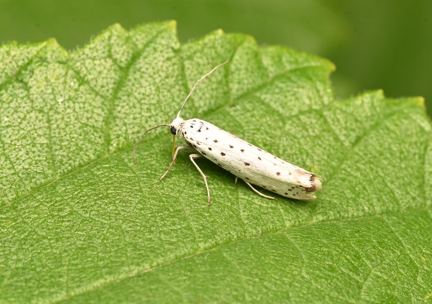 Photo taken on 30-08-2026 in Barkarby, Sweden, with the Nikon Z6-II camera and Nikon Z MC 105mm f2.8 VR S lens and following settings: f16, 1/100, ISO 100.