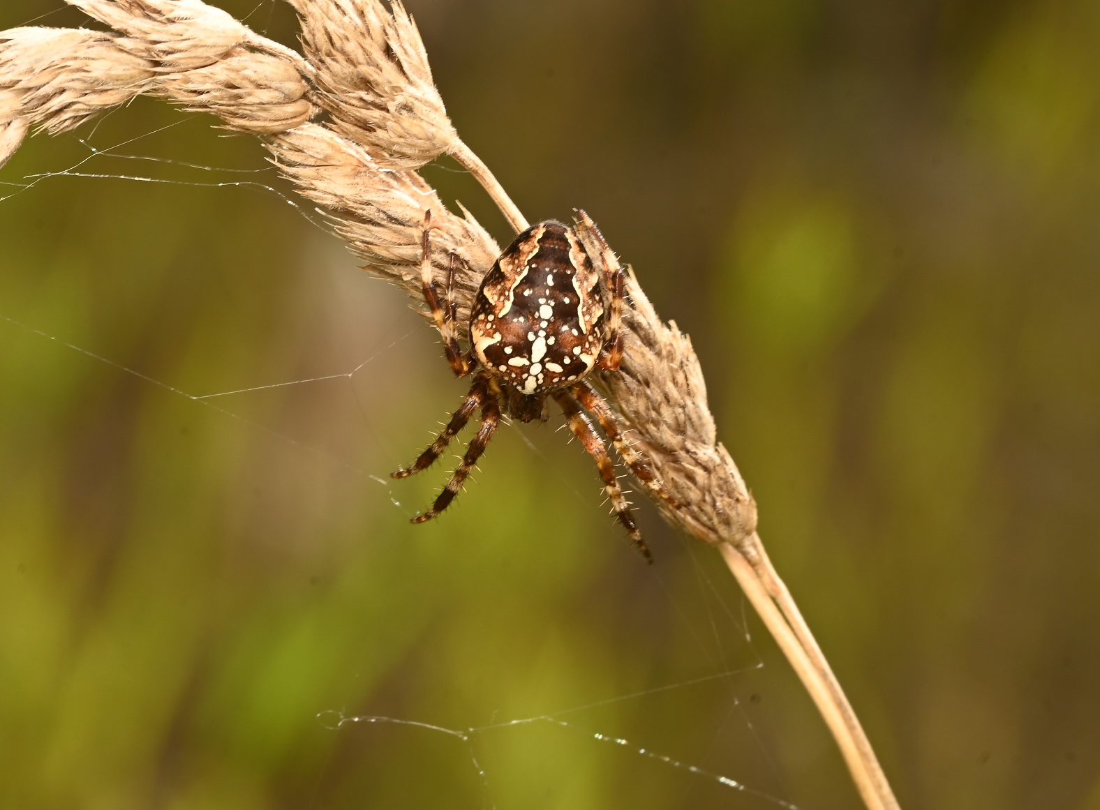 Photo taken on 05-09-2026 in Barkarby, Sweden, with the Nikon Z6-II camera and Nikon Z MC 105mm f2.8 VR S lens and following settings: f16, 1/100, ISO 200.