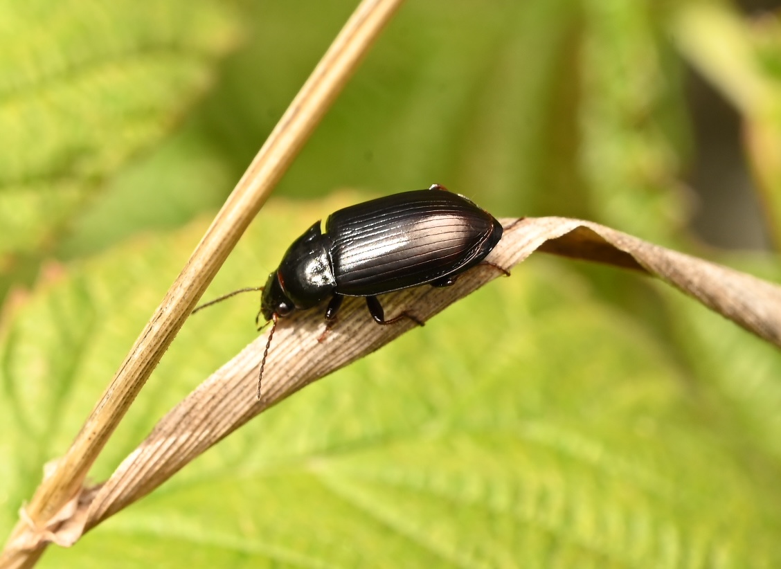 Photo taken on 05-09-2026 in Barkarby, Sweden, with the Nikon Z6-II camera and Nikon Z MC 105mm f2.8 VR S lens and following settings: f16, 1/100, ISO 200.