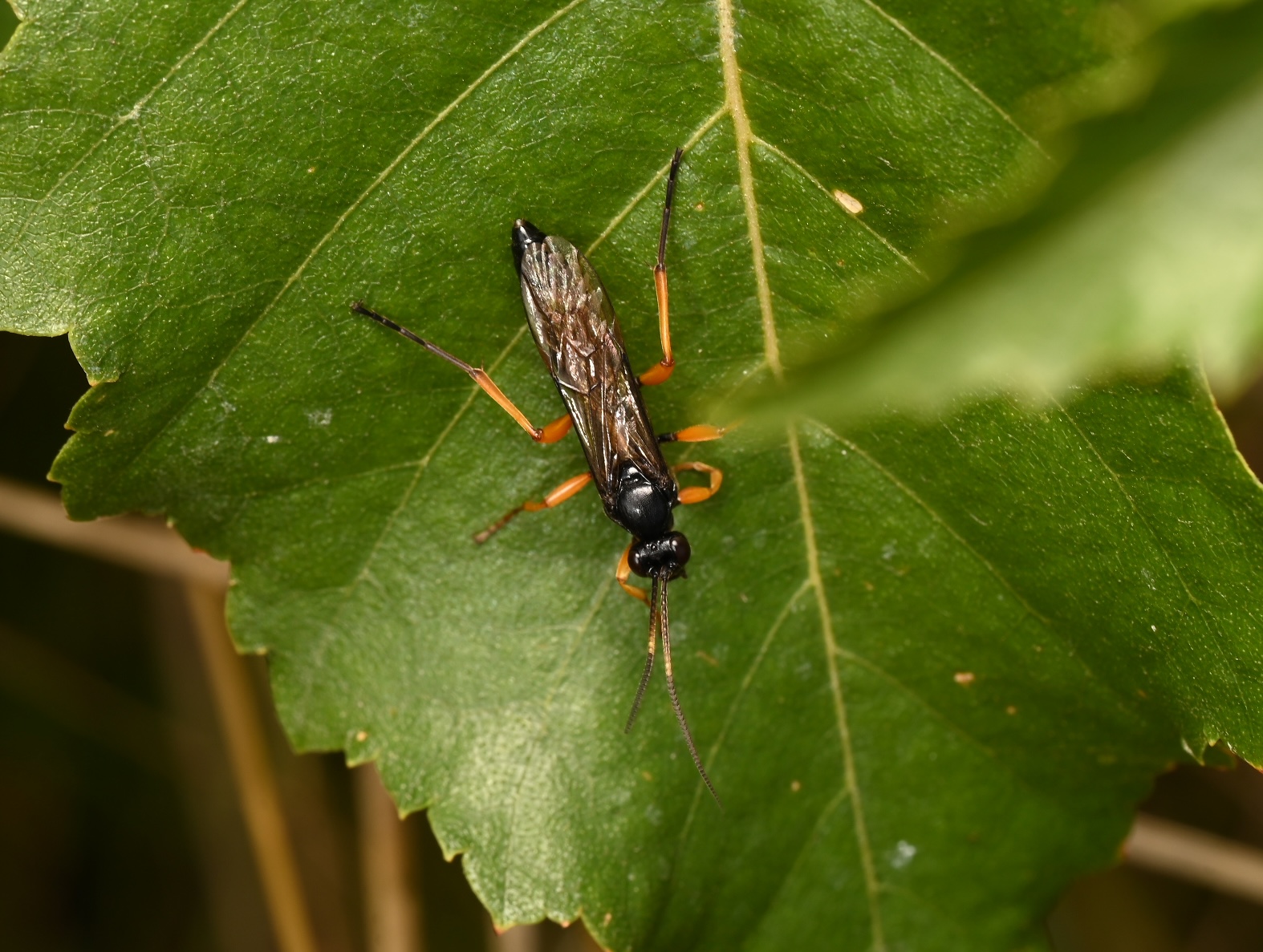 Photo taken on 05-09-2026 in Barkarby, Sweden, with the Nikon Z6-II camera and Nikon Z MC 105mm f2.8 VR S lens and following settings: f16, 1/100, ISO 125.