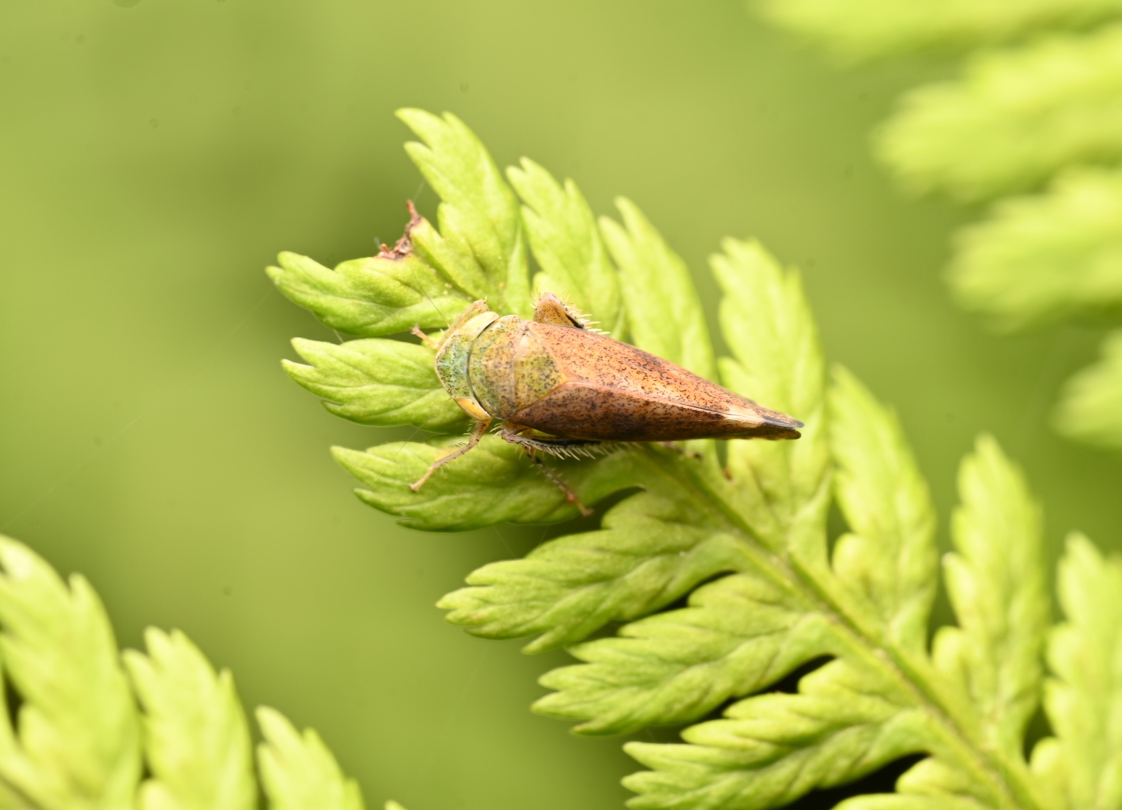 Photo taken on 05-09-2026 in Barkarby, Sweden, with the Nikon Z6-II camera and Nikon Z MC 105mm f2.8 VR S lens and following settings: f16, 1/100, ISO 125.