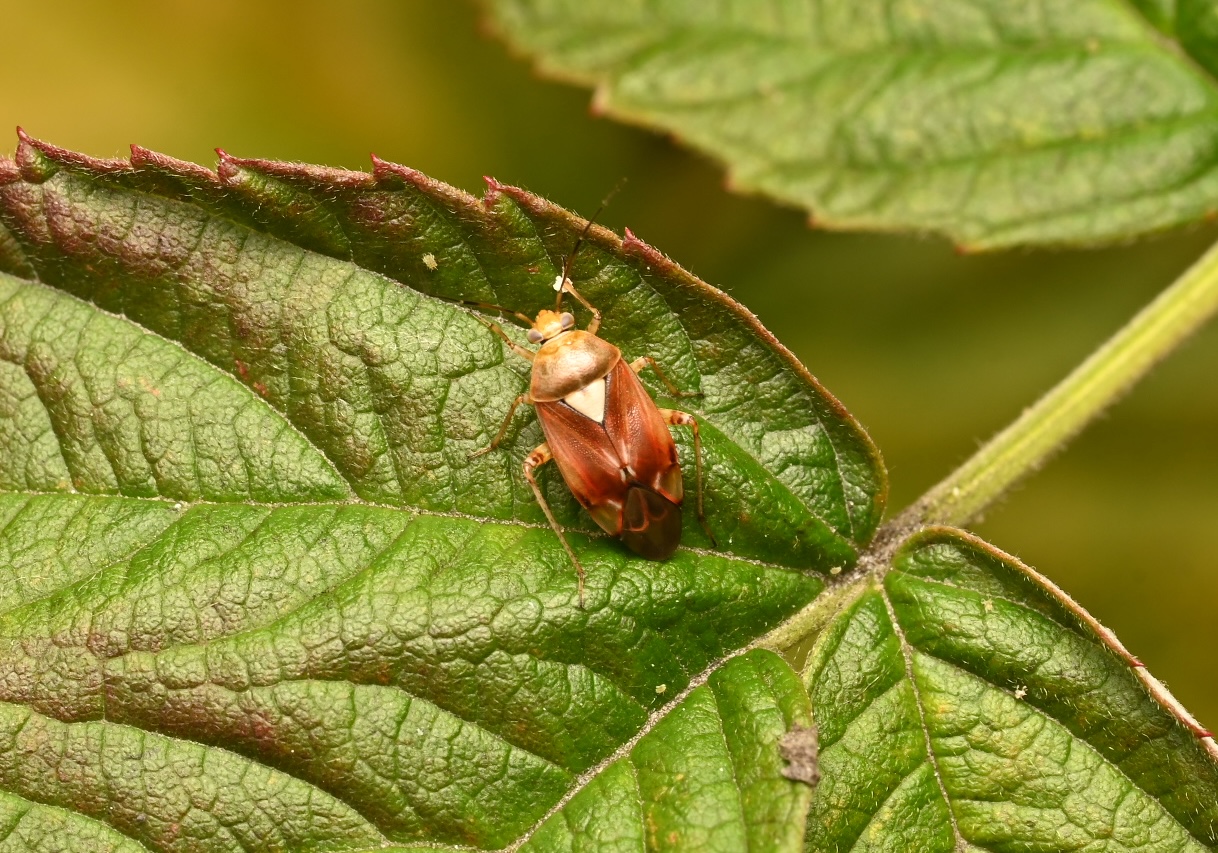 Photo taken on 05-09-2026 in Barkarby, Sweden, with the Nikon Z6-II camera and Nikon Z MC 105mm f2.8 VR S lens and following settings: f16, 1/100, ISO 125.