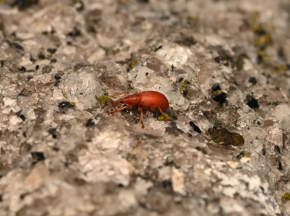 Photo taken on 06-09-2026 in Barkarby, Sweden, with the Nikon Z6-II camera and Nikon Z MC 105mm f2.8 VR S lens and following settings: f16, 1/200, ISO 160.