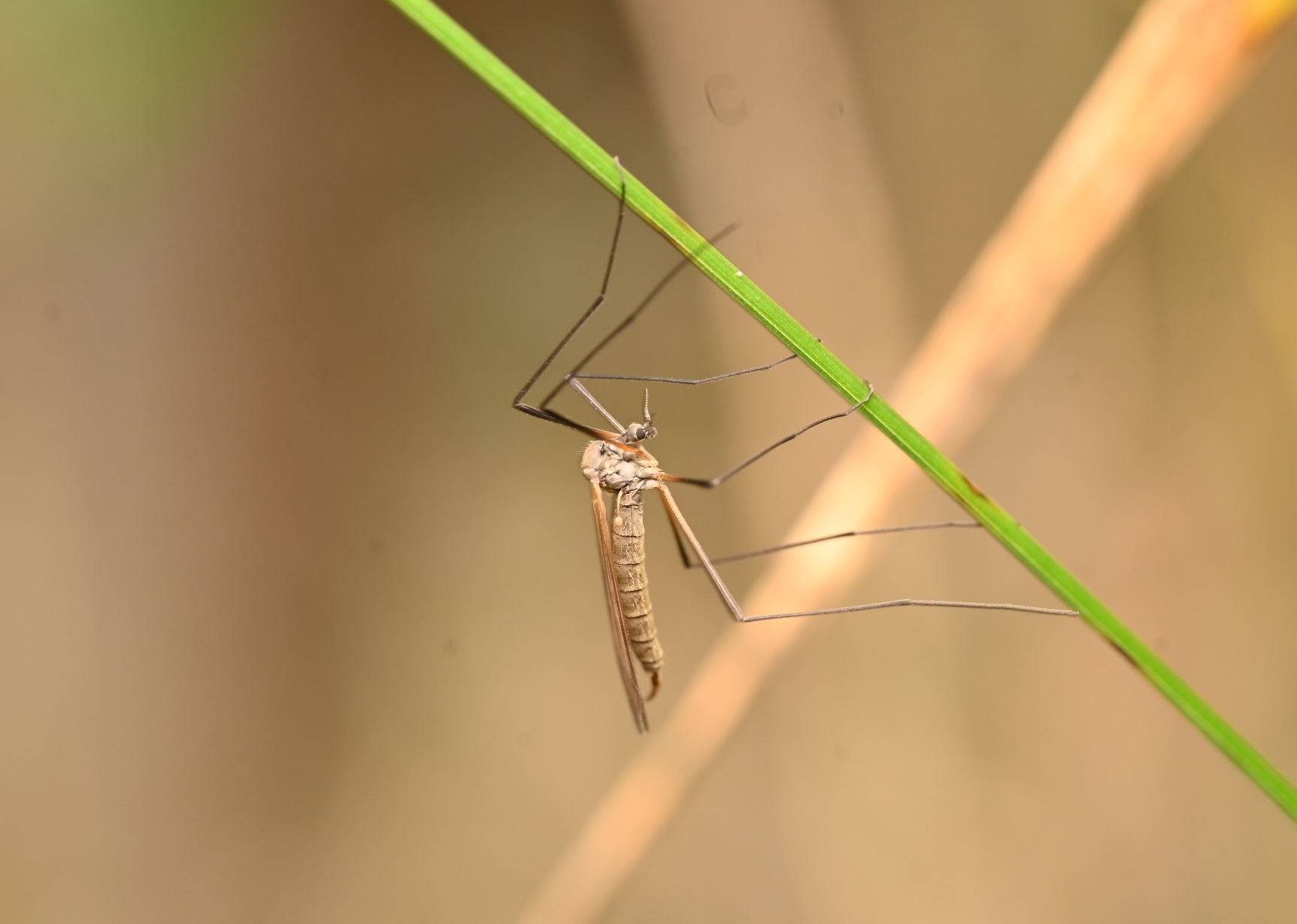 Photo taken on 12-09-2026 in Barkarby, Sweden, with the Nikon Z6-II camera and Nikon Z MC 105mm f2.8 VR S lens and following settings: f10, 1/40, ISO 250.