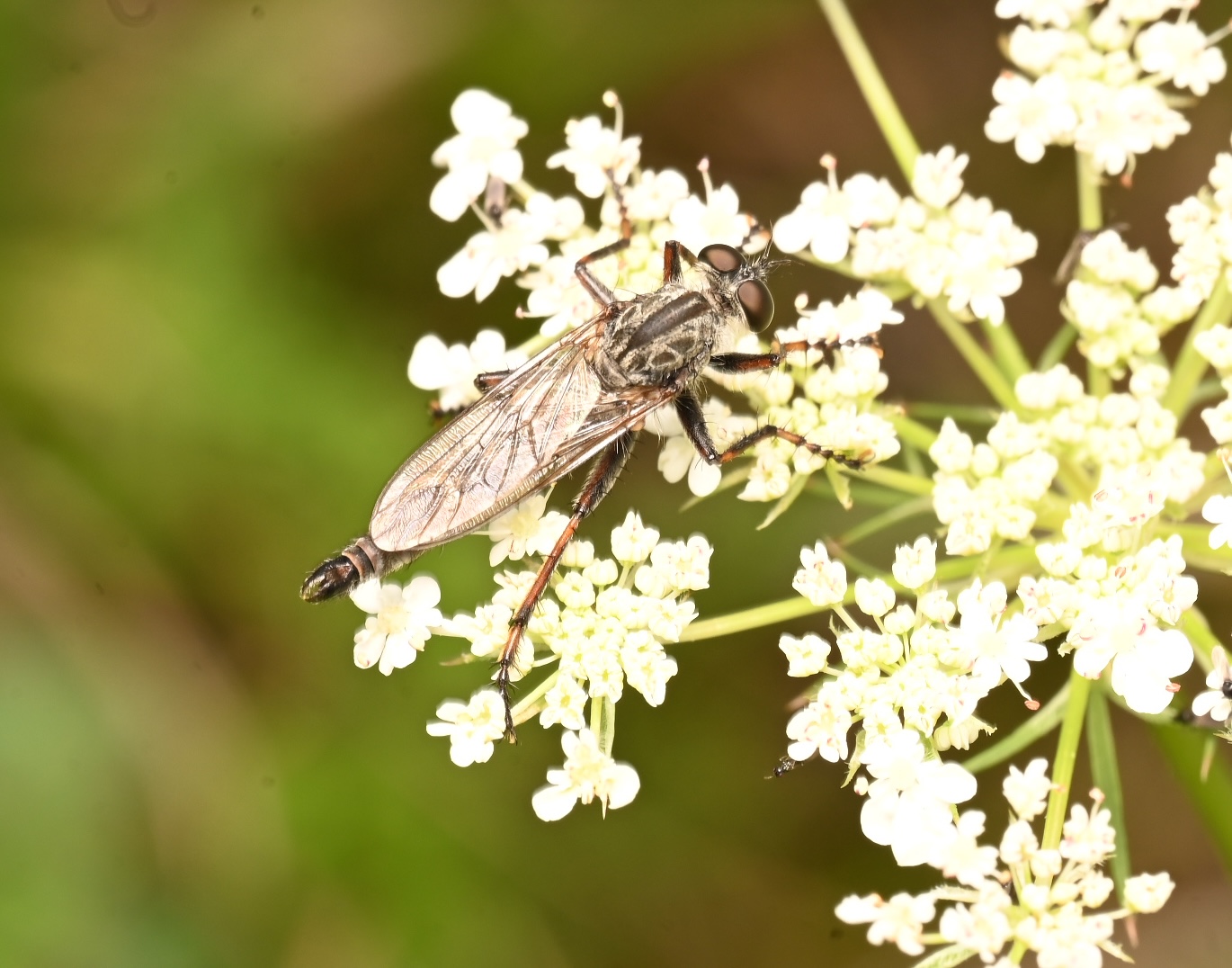 Photo taken on 12-09-2026 in Akalla, Sweden, with the Nikon Z6-II camera and Nikon Z MC 105mm f2.8 VR S lens and following settings: f16, 1/50, ISO 250.