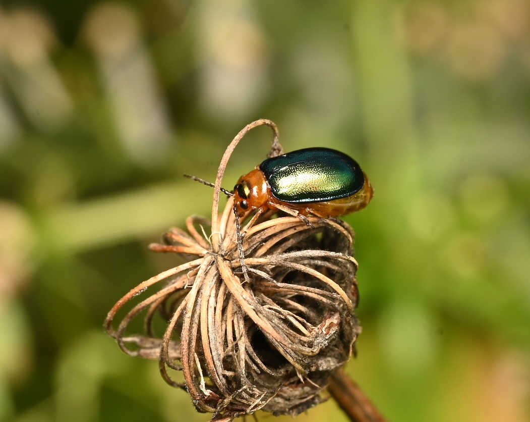Photo taken on 19-09-2026 in Husby, Sweden, with the Nikon Z6-II camera and Nikon Z MC 105mm f2.8 VR S lens and following settings: f16, 1/125, ISO 200.