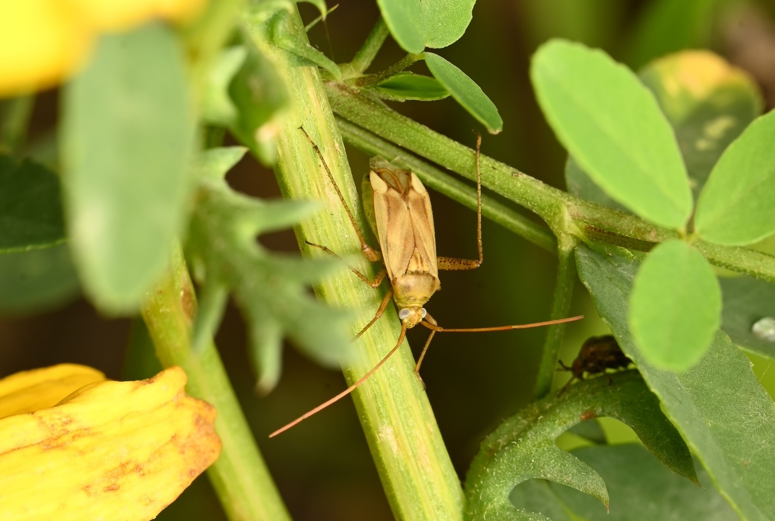 Photo taken on 19-09-2026 in Husby, Sweden, with the Nikon Z6-II camera and Nikon Z MC 105mm f2.8 VR S lens and following settings: f14, 1/160, ISO 160.